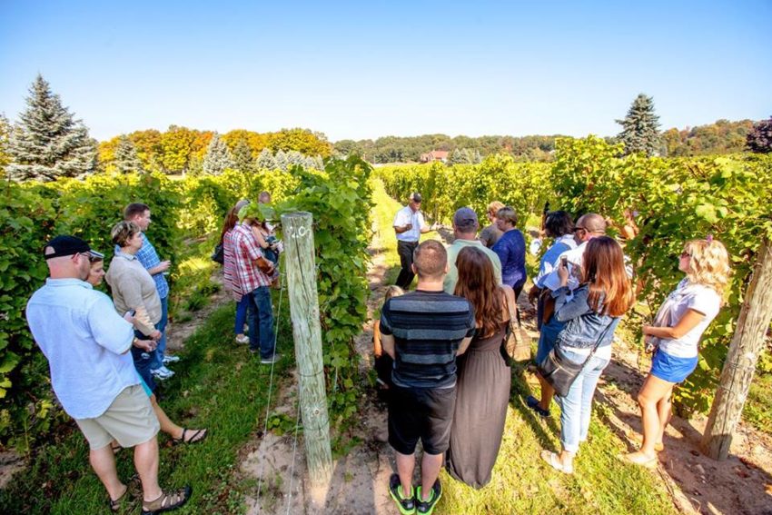 Group of people standing in a vineyard looking at the plants