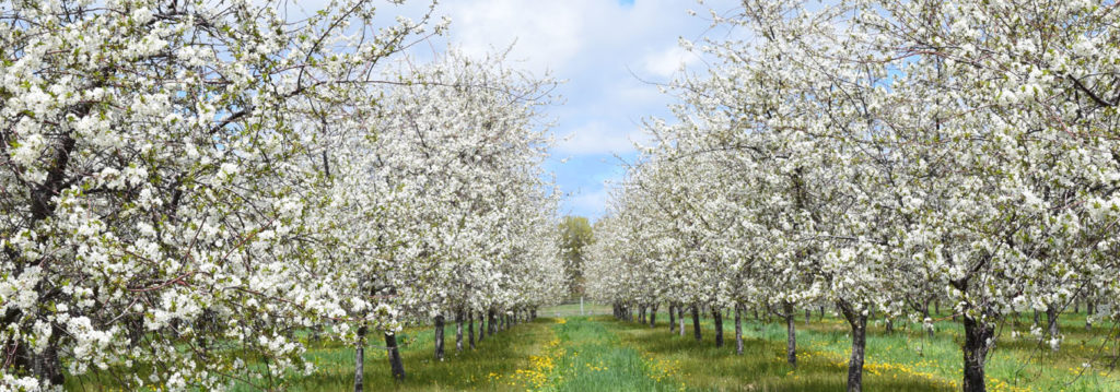 blossom day old mission peninsula